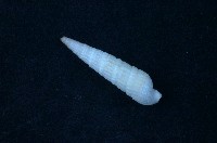 藏品(筍螺)的圖片